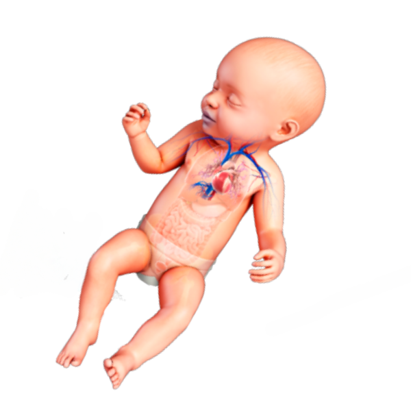 Cardiology