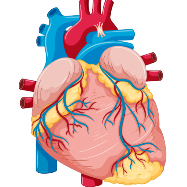 Cardiology