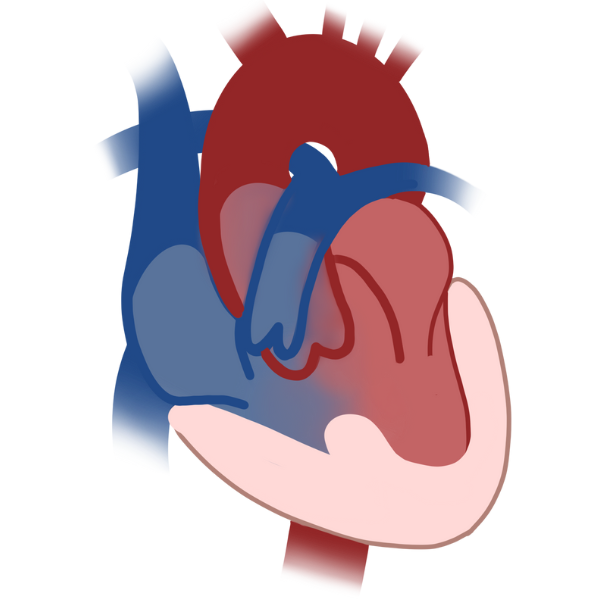 Cardiology