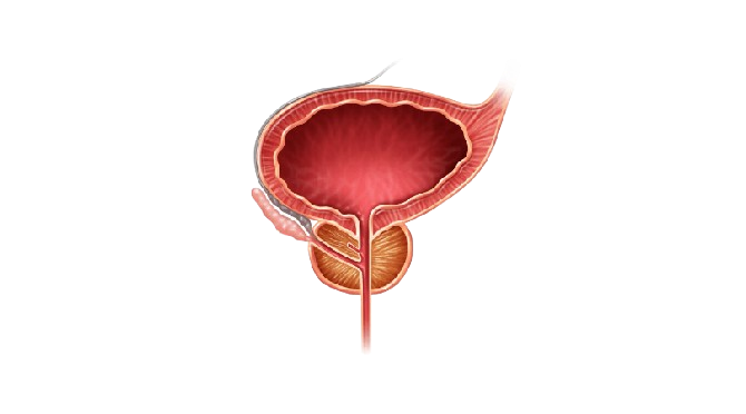 Cardiology