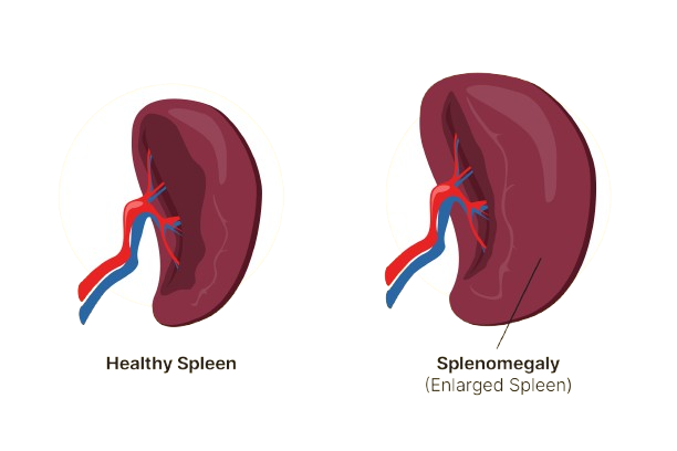 Cardiology
